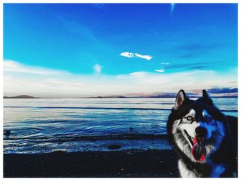 Dog standing in sea against blue sky