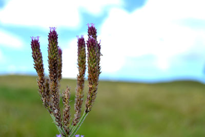 Close-up of plant on field against sky