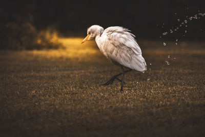 Close-up of white egret on land 