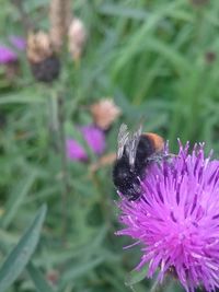 Close-up of insect on purple flower