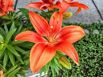 Close-up of red flower