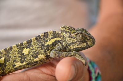 Close-up of a hand holding chameleon 