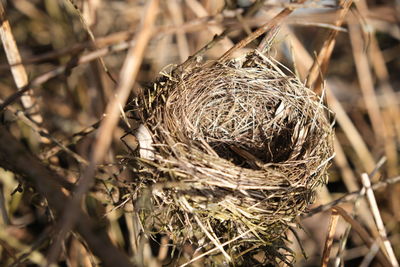 Close-up of bird nest