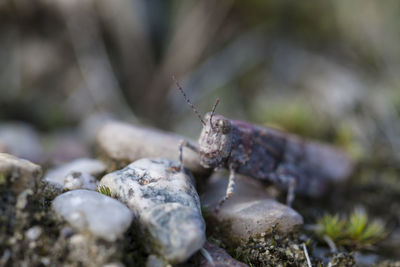 Close-up of insect on rock