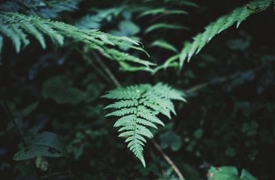 Close-up of fresh green leaves