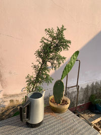 Potted plant on table against wall