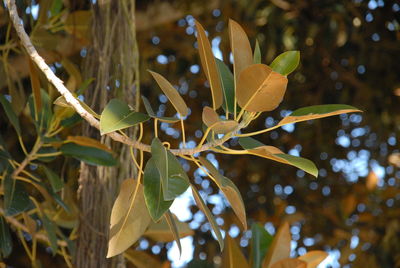 Close-up of leaves