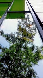 Low angle view of trees against clear sky