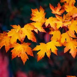 Close-up of yellow maple leaves