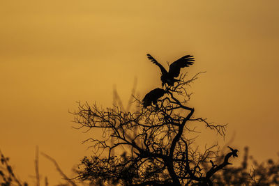 Low angle view of bird flying against sky during sunset