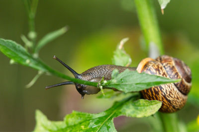 Close-up of snail on leaf