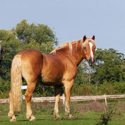 Horse standing in ranch