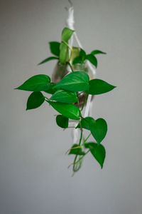 Close-up of plant against white background