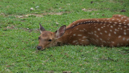 Close-up of lion lying on field