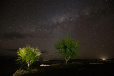 Low angle view of trees against sky at night