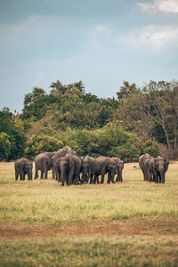 Elephants drinking water