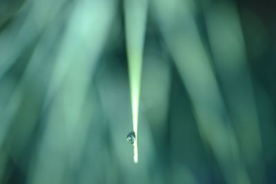 Close-up of wet grass