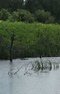 Trees in a river