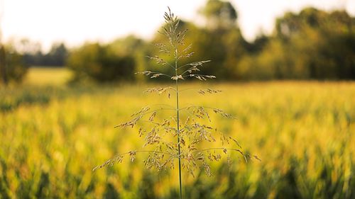 Close-up of stalks in field against sky