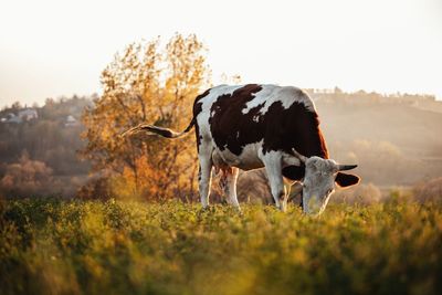 Low angle view of cow standing at field at morning