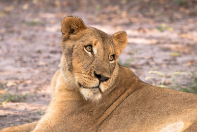 Close-up portrait of lion