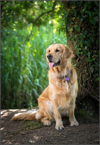 High angle view of golden retriever sitting on land