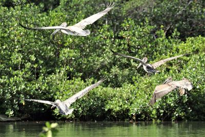 Birds flying over lake