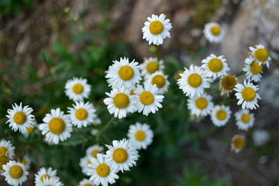 Close-up of white daisy flowers