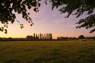 Trees growing on field against sky during sunset