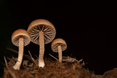mushroom