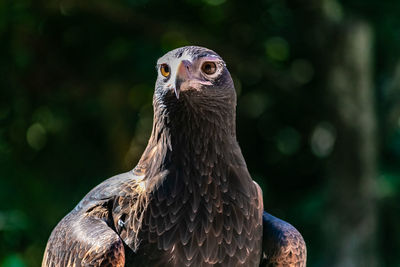 Close-up of bird perching outdoors