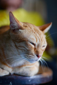 Close-up of a cat with eyes closed