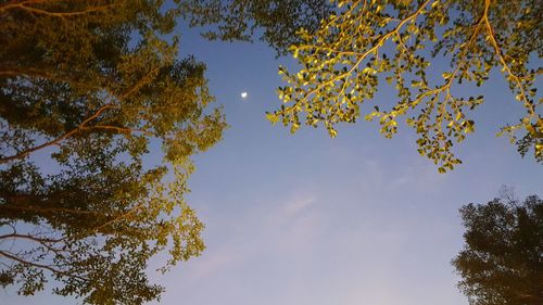 Low angle view of tree against sky during autumn