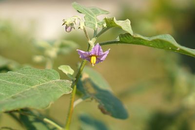 Close-up of purple flowering plant