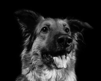 Close-up portrait of dog against black background