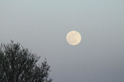 Low angle view of tree against sky