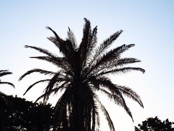 Low angle view of silhouette palm tree against clear sky