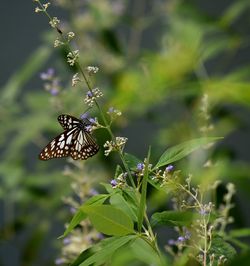 Close-up of butterfly on leaf