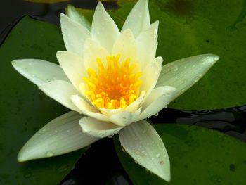 Close-up of water lily