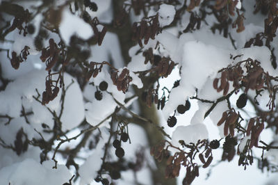 Close-up of frozen tree during winter