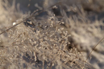 Close-up of plant against blurred background