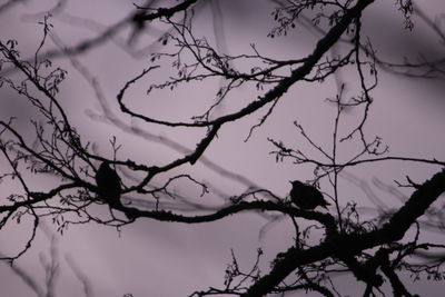 Low angle view of silhouette bird perching on bare tree