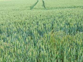 field