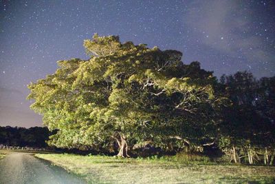 Trees against sky at night