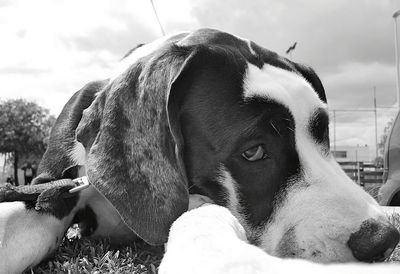 Close-up portrait of dog resting on field against sky