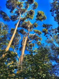 Low angle view of trees against blue sky