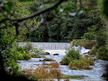 Scenic view of river in forest