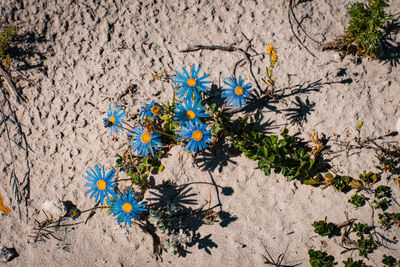 High angle view of flowers growing on tree