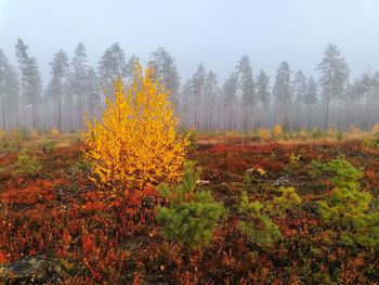 Trees growing in forest against sky during autumn