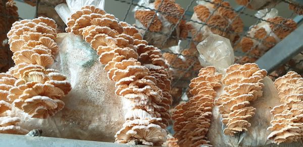 Close-up of ice cream for sale in store